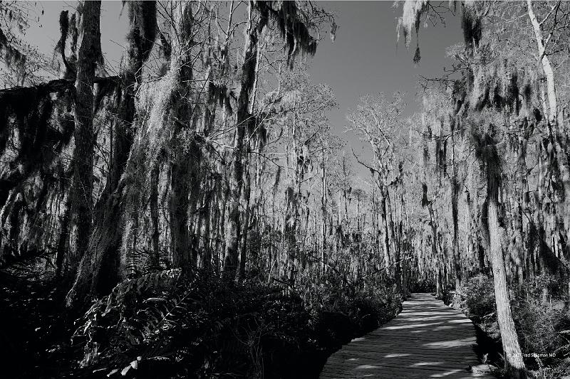 20090220_151458 D3 P1 5100x3400 srgb.jpg - Loxahatchee National Wildlife Preserve is relatively unknown.  For that reason it is an area of peaceful tranquiity.